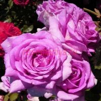 Вилладж де Сент Ирье су Экс (Village De Saint Yrieix Sous Aixe) 2 сорт