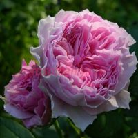 Гартентраум (Gartentraume) 2 сорт