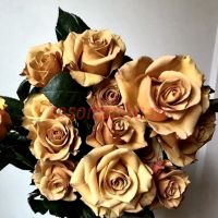 Голден Мустад (Golden Mustard) 2 сорт