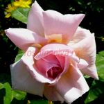 Графиня Воронцова (Comtesse de Woronzoff) 2 сорт