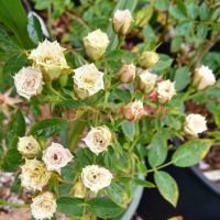 Грин Даймонд (Green Diamond) 2 сорт