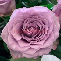 Дансинг Клаудс (Dancing Clouds) 2 сорт