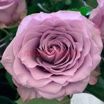 Дансинг Клаудс (Dancing Clouds) 2 сорт