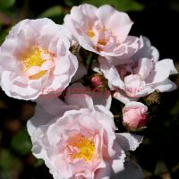 Даун Крест (Dawn Crest) 2 сорт