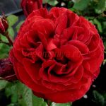 Джон (John) 2 сорт