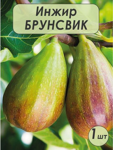 Инжир Брунсвик