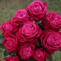 Домейн Дитье (Domaine Dittiere) 2 сорт