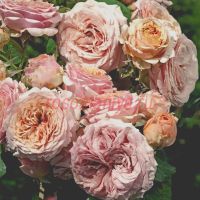 Квинси Джонс (Quincy Jones) 2 сорт