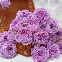 Кинда Блу (Kinda Blue) 2 сорт