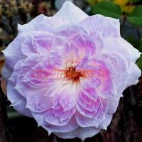 Кирке (Kirkе) 2 сорт