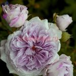 Колор оф Юпитер (Color of Jupiter) 2 сорт