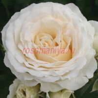 Космос (Kosmos) 2 сорт