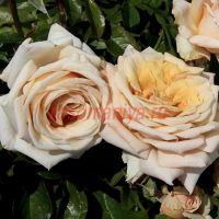 Крем Карамель (Creme Caramel) 2 сорт