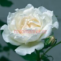 Крем Шантильи (Crème Chantilly) 2 сорт