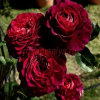 Кристиан Тетедой (Christian Tetedoie) 2 сорт