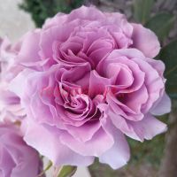 Лав Сонг (Love Song) 2 сорт