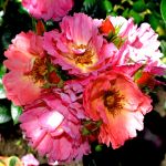 Лукин ин Ю Айс (Looking in Your Eyes) 2 сорт