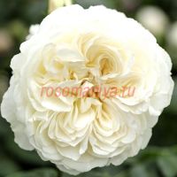 Майра Вайт (Mayra's White) 2 сорт