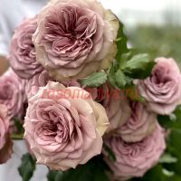 Монмартр (Montmartre) 2 сорт