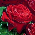 Ноэми де Ротшильд (Noemie De Rothschild) 2 сорт