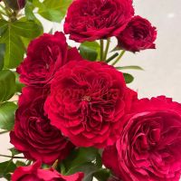 Ред Леонардо да Винчи (Red Leonardo da Vinci) 2 сорт