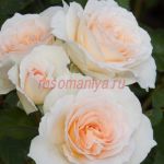 Свит Блонди (Sweet Blondie) 2 сорт