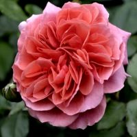 Седуксьон Пикярд (Seduction Picarde) 2 сорт