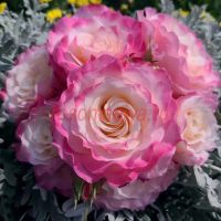 Серафим (Seraphim) 2 сорт