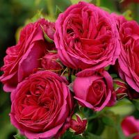 Софи Луиз (Sophie Luise) 2 сорт