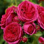 Софи Луиз (Sophie Luise) 2 сорт