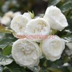 Тринити (Trinity) 2 сорт