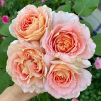 Фан ин зе Сан (Fun in the Sun) 2 сорт