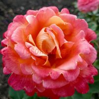 Френези (Frenesie) 2 сорт