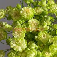 Эклер (Eclaire) 2 сорт