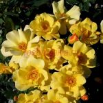 Эппл Джек (Apple Jack® Kenendure) 2 сорт