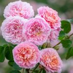 Юстасия Вэй (Eustacia Vye) 2 сорт