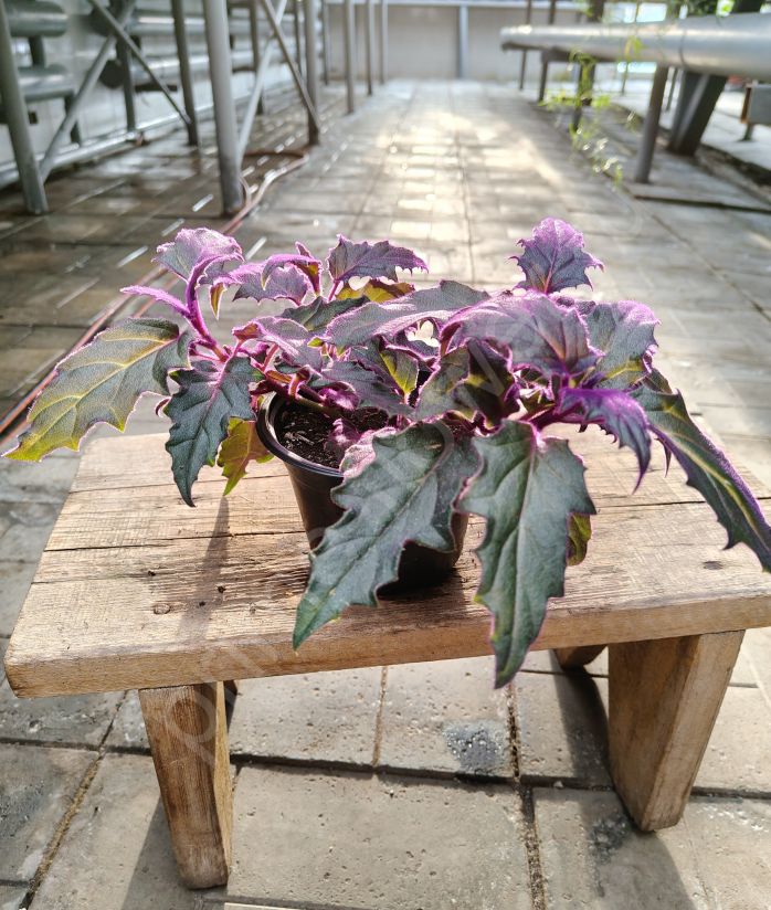 Гинура плетеносная