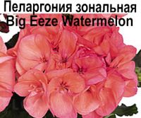 Big Eeze Watermelon