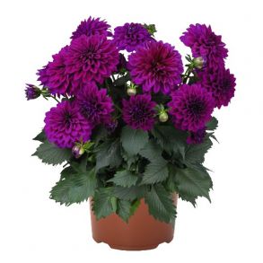 Микс № 5 (яркий микс)