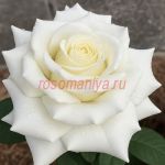 Сиракава (Shirakawa) 2 сорт