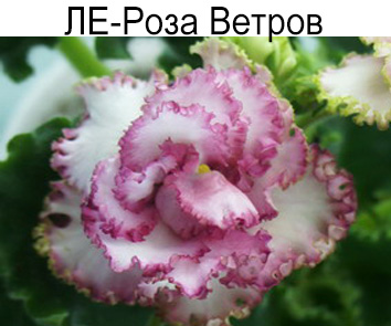 ЛЕ-Роза Ветров (Лебецкая)