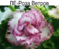 ЛЕ-Роза Ветров