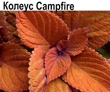 Колеус Campfire