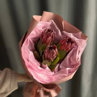 Протея (3 шт)