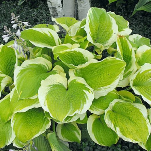 Хоста Саншайн Глори