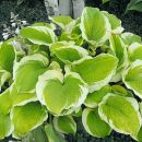 Хоста Саншайн Глори