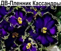 ДВ-Пленник Кассандры