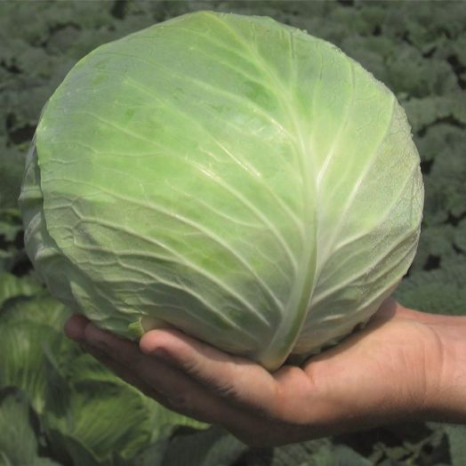 Капуста белокочанная СЕСИЛЬ F1, 1.000 семян