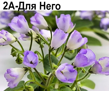 2А-Для Него (Кольцова)