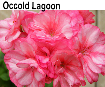 Пеларгония зональная Occold Lagoon НОВИНКА КАТАЛОГА